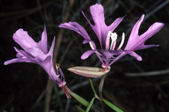 Clarkia pulchella; sepals in Onagraceae are either erect, reflexed, or they fold to one side because their tips don't completely separate
